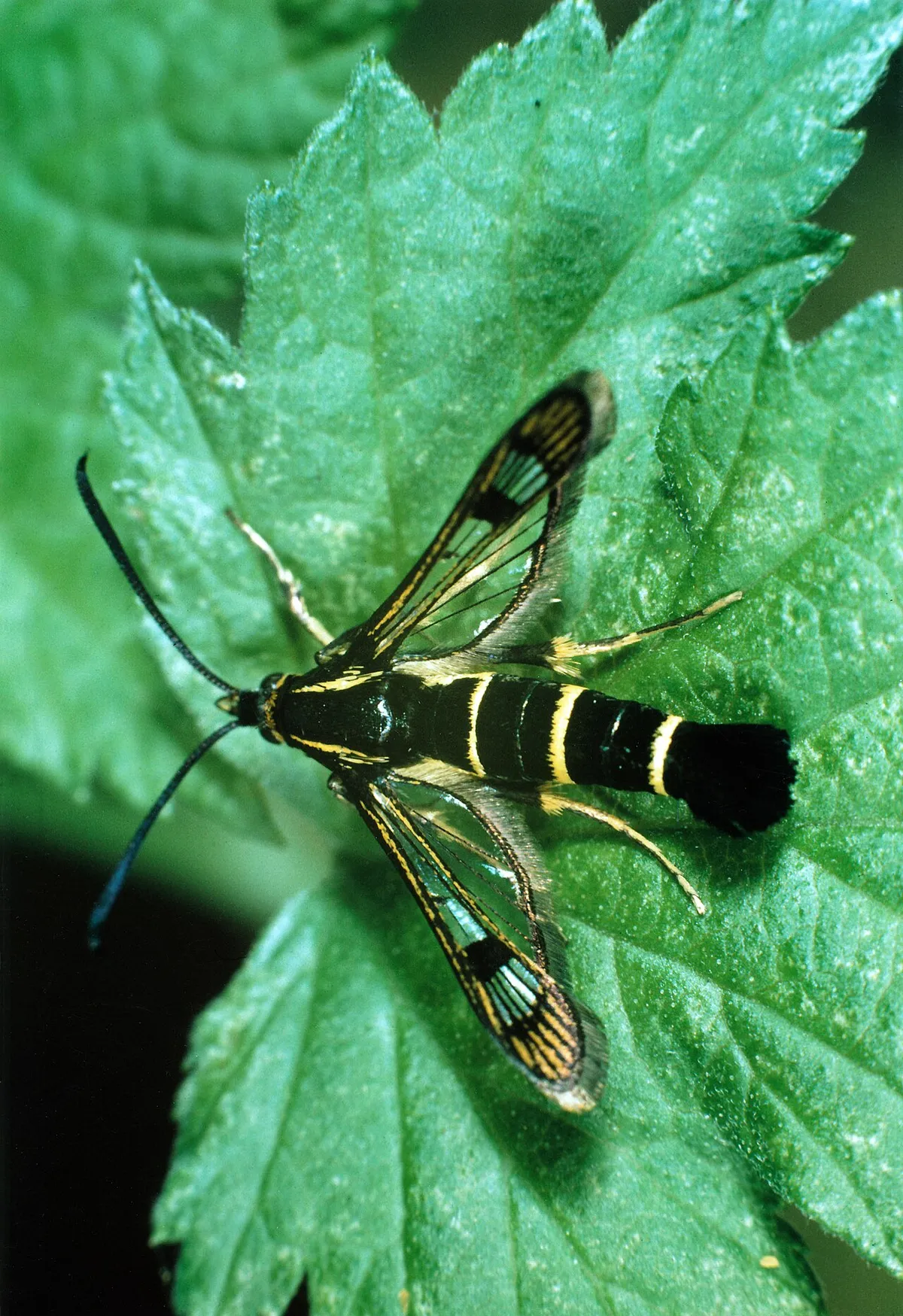 Взрослая смородинная стеклянница Synanthedon tipuliformis